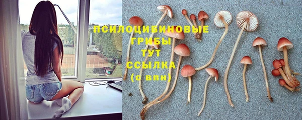 сатива Беломорск
